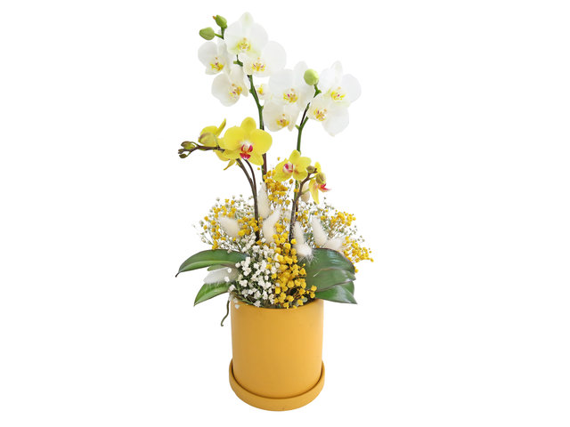 迷你蝴蝶蘭花 MO02