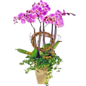 粉紅蝴蝶蘭花5枝 OZ9
