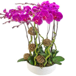 紅蝴蝶蘭花8枝 OZ20