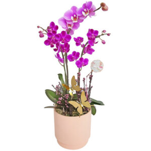 迷你蝴蝶蘭花 MO01