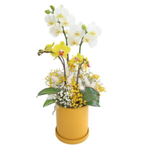 迷你蝴蝶蘭花 MO02