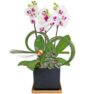 迷你蝴蝶蘭花 MO03