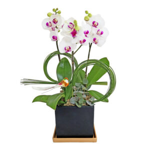 迷你蝴蝶蘭花 MO03