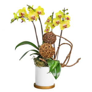 送禮蝴蝶蘭盆栽 D12