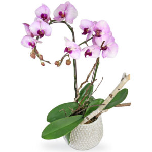 送禮蝴蝶蘭盆栽 D16