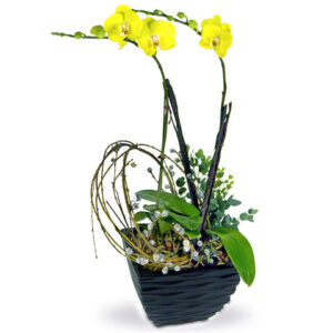 黃蝴蝶蘭花2枝 OZ4