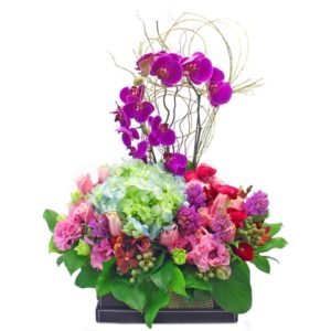 元氣 (蝴蝶蘭花)