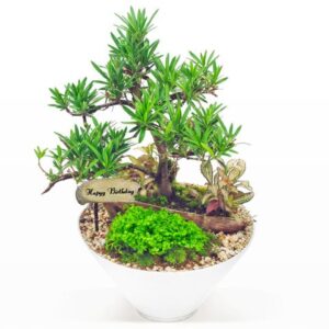 生日送禮盆栽植物 B10