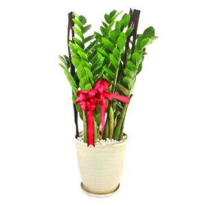 盆栽植物發財樹